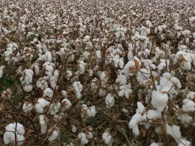 Wentylatory odśrodkowe SunxFan z podwójnym wlotem ponownie zmodernizowane: nowa generacja produktów o zmiennej częstotliwości EC pomaga zbieraczom bawełny działać wydajnie